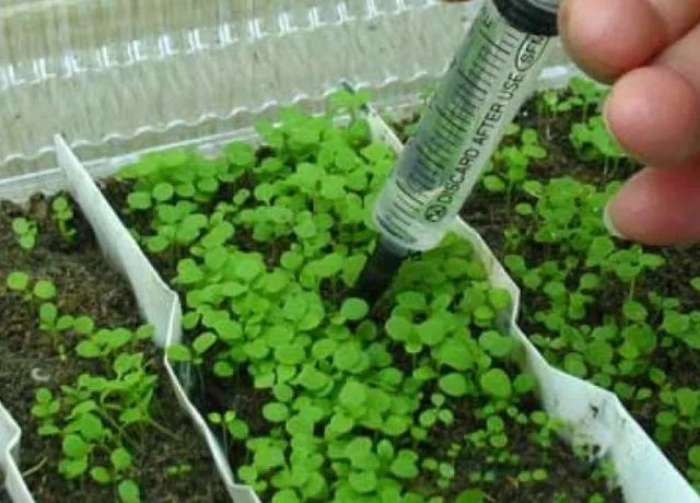 Как правильно поливать растения петунии