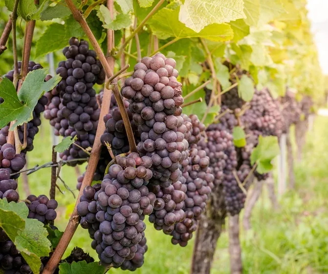 Фотография винограда Пино Гриджио