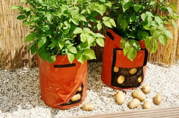 Лучший способ выращивания картофеля - использовать специальные садовые мешки с ребрами. Таким образом, корни растений можно проветрить, удалить лишнюю воду и собрать урожай.