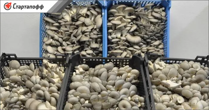 Как продавать грибы