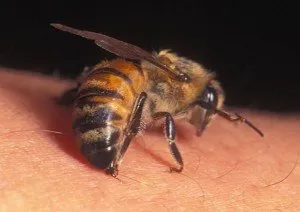 После укуса пчелы пчела умирает