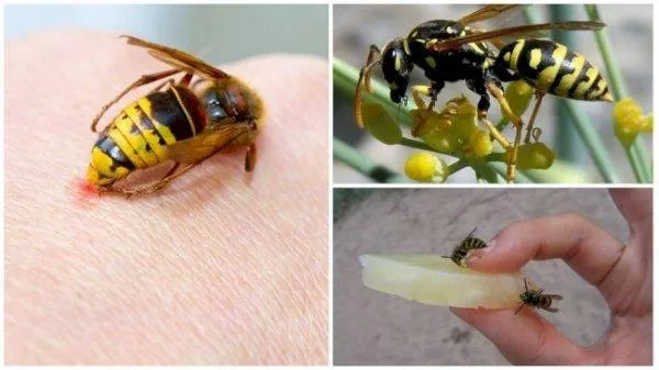 Укусы и жала осы: жалят ли они и умирают ли?