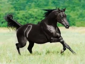 арабская лошадь