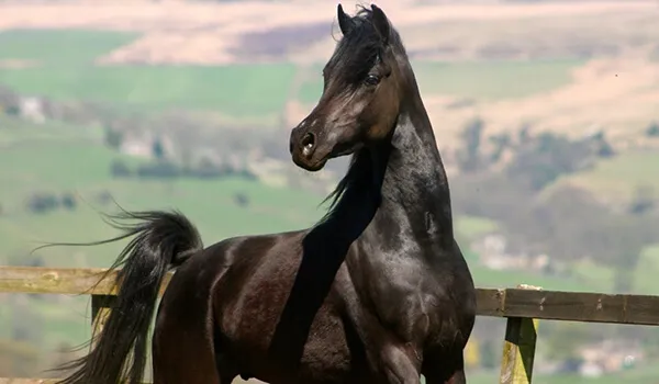 Foto:Черная арабская лошадь