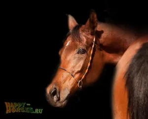 Портрет серой арабской лошади.