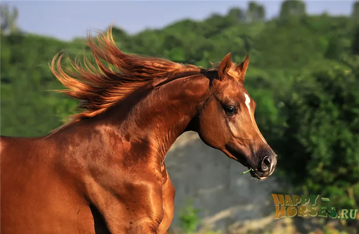 Арабская лошадь. На этой фотографии уникальный полый профиль отличается