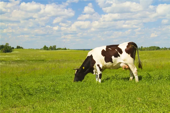 Коровы едят траву.