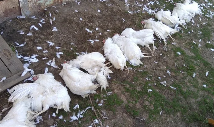 Массовая смертность у цыплят