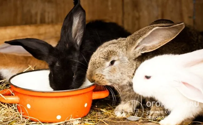 При кормлении кроликов жидкой мякотью кормушку необходимо каждый раз чистить и мыть (особенно летом).