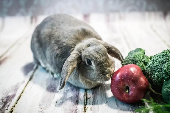 Кролики едят яблоки.