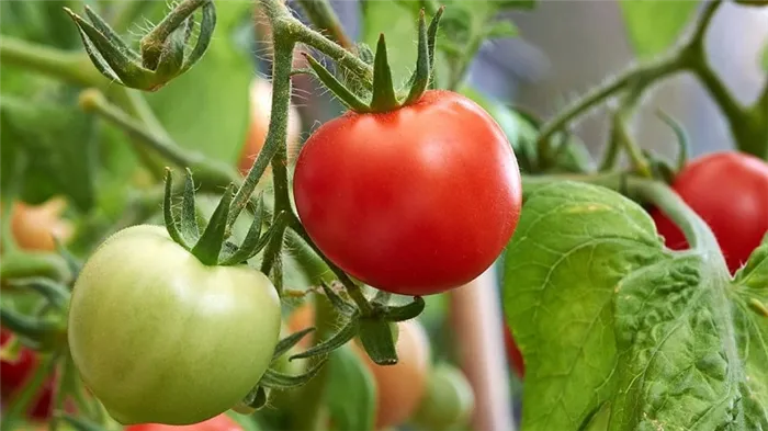 Как заставить помидоры цвести быстрее: лучшие питательные вещества для помидоров и как ускорить их созревание.
