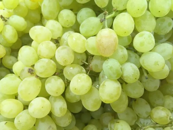 Виноград не следует употреблять при пептических язвах