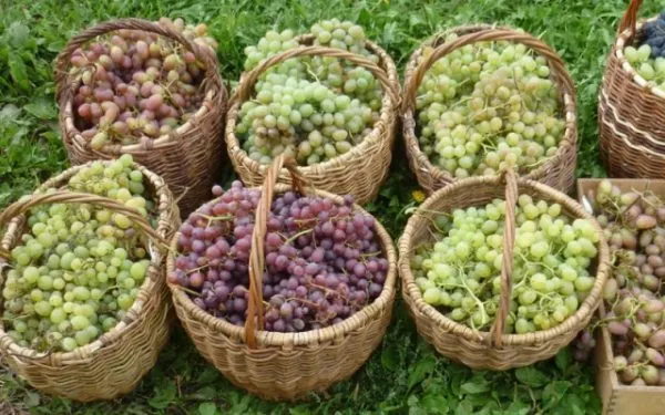 Виноград из разных сортов кишмиша в корзинах