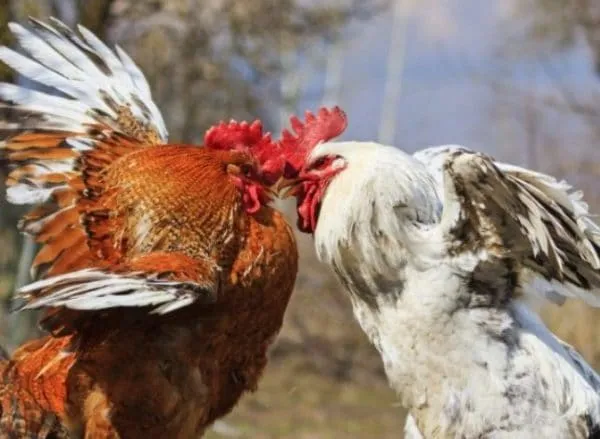 Поведение цыплят во многом зависит от их рациона.