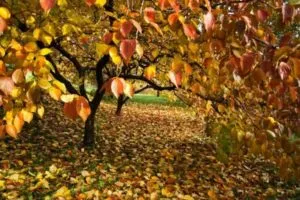 Яблоня не бросает свои листья осенью