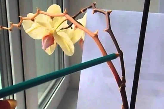 Высушенные цветочные почки орхидеи фаленопсис