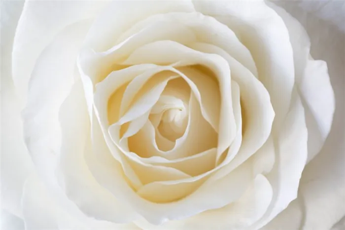 Значение цветка белая роза