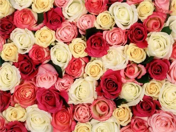 Розовые, красные и белые розы