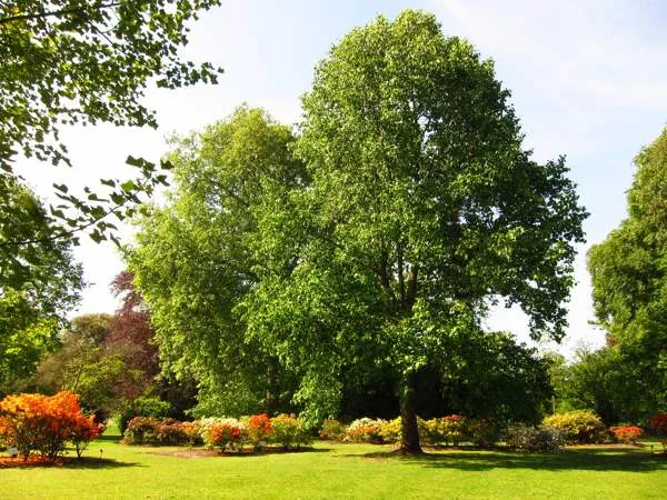 Какие деревья и кустарники являются природными барометрами
