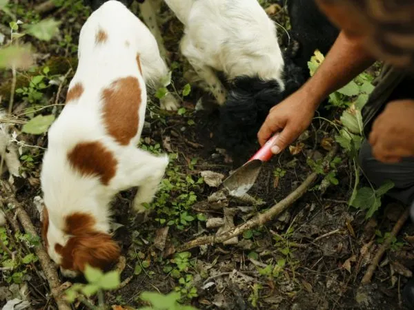 Обученные собаки могут помочь в поиске грибов.
