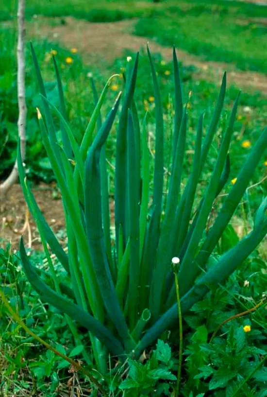 Батун (Allium fistulosum)