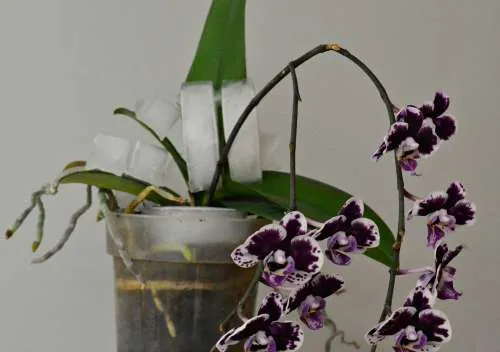 Как поливать орхидеи фаленопсис