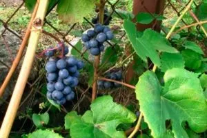 Описание сорта винограда Джирга, его характеристик и секретов его многолетней науки.