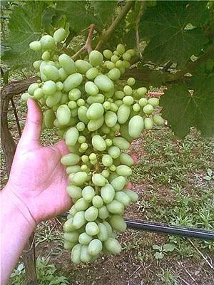 Дробление завязей винограда
