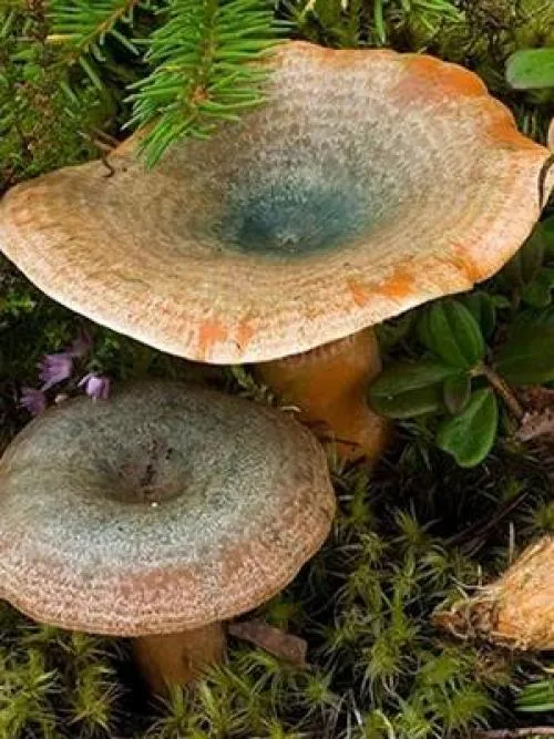 Как отличить ложные калисты. В чем разница между съедобными боровиками и ложными оранжевыми грибами (с картинками).