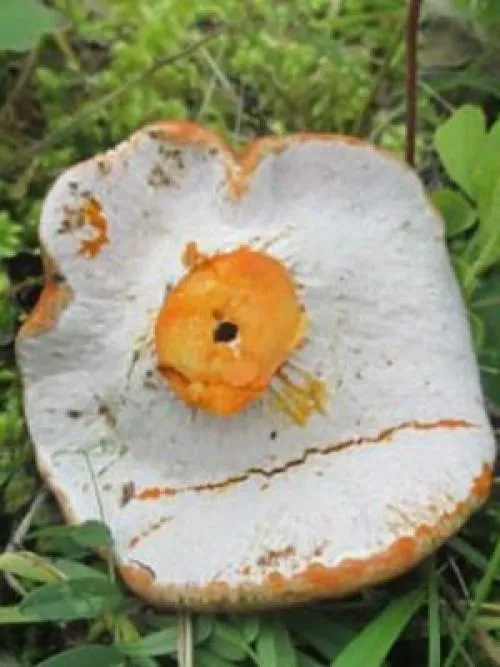 Как отличить ложные калисты. В чем разница между съедобными боровиками и ложными оранжевыми грибами (с картинками).