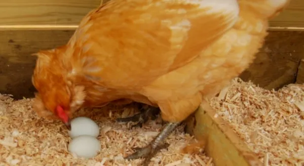 Курица в гнезде с яйцами