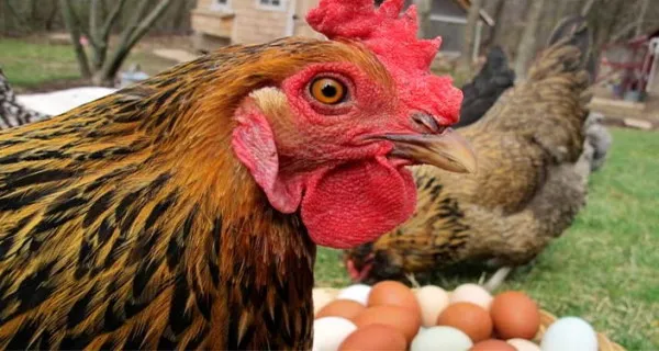 Курица перед яйцами