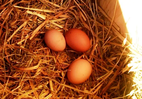 Яйца в соломенных гнездах