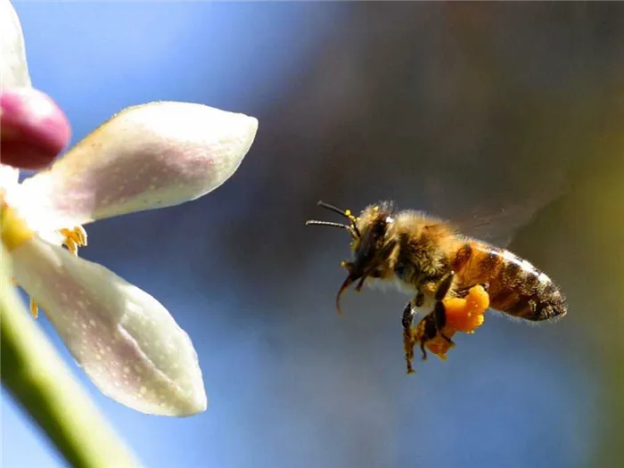Как пчелы производят мед? Описание, изображения, видео.