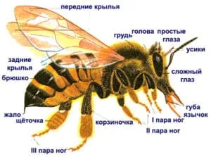 Структура пчелы.