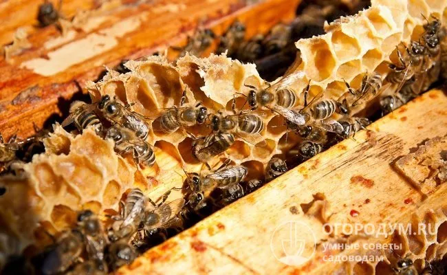 Молодые рабочие пчелы занимаются строительством новых сот