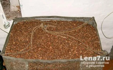 Условия хранения сосновых шишек в категории товарного семеноводства