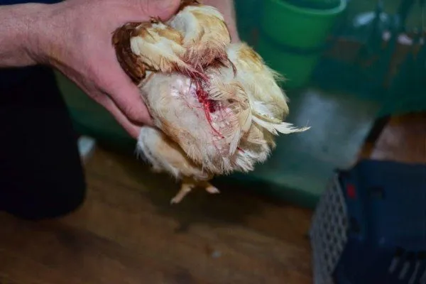Кровотечение из кишечника у цыплят