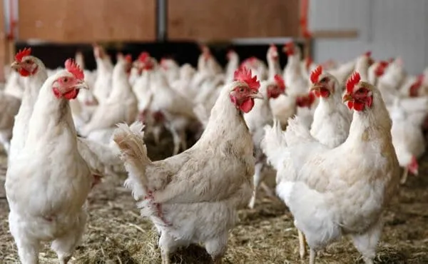 У цыплят, больных кокцидиозом, развивается кровавая диарея.