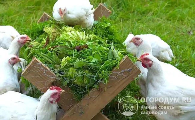 Птицы могут заразиться, когда поедают овощи и травы из садов. Использование навоза домашнего скота в качестве удобрения повышает риск