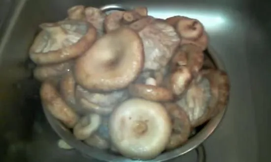 Крутые грибы