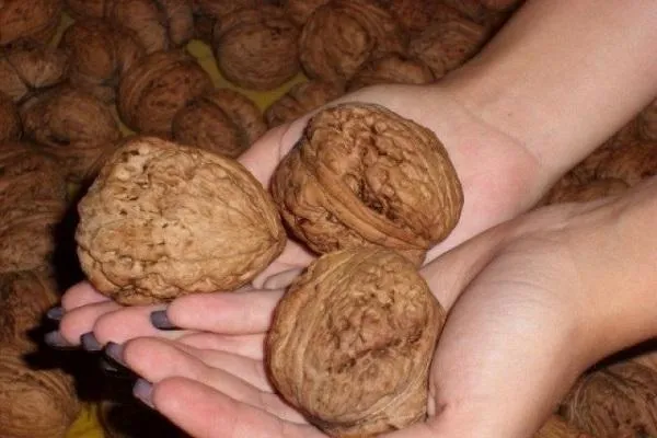 Грецкие орехи.