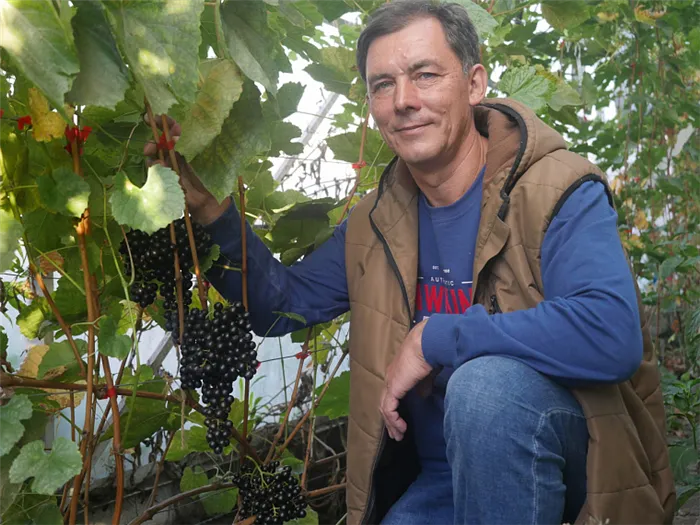 Как вырастить красивый виноград в Сибири. Опыт 18-летнего студента в Тюмени