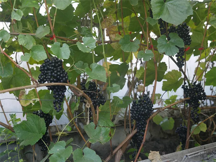 Как вырастить красивый виноград в Сибири. Опыт 18-летнего студента в Тюмени