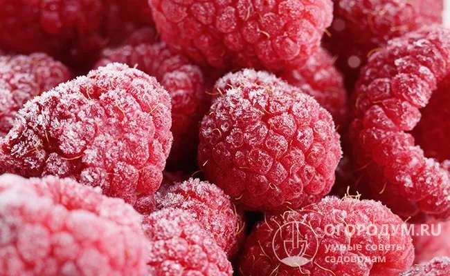 Малина хорошо переносит хранение в морозильной камере, сохраняя свой естественный вкус и аромат, а также большую часть питательных веществ.