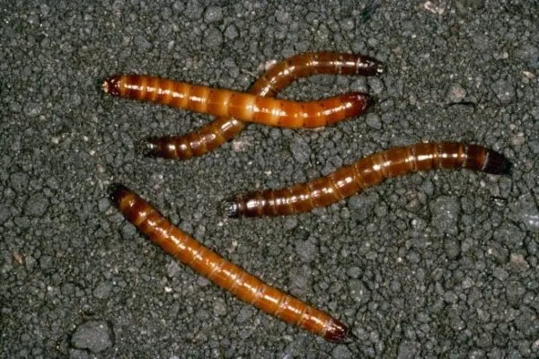 Проволочные черви