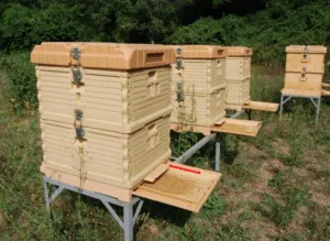 Сколько стоит улей в пчелиной семье - средние затраты и особенности рынка