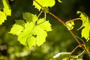 Ненужное удаление листьев винограда ослабляет лозу