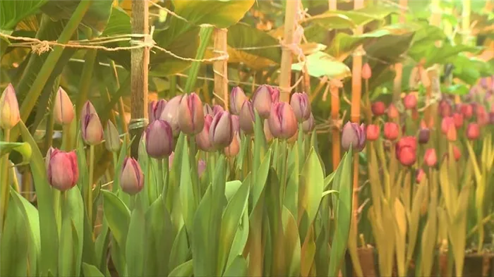 Как вырастить тюльпаны на 8 марта