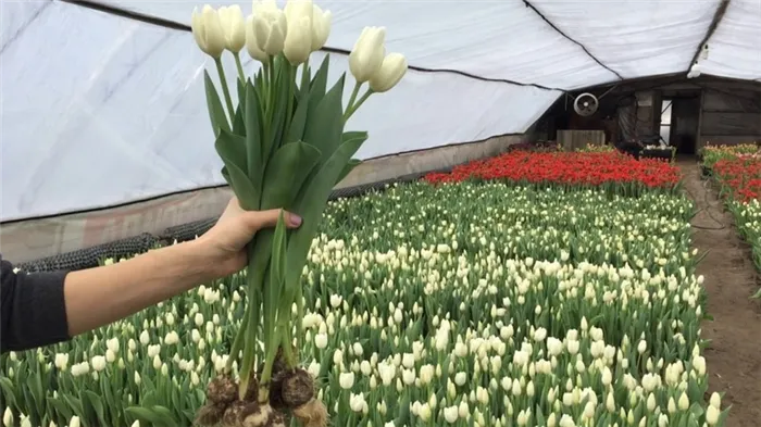 Как вырастить тюльпаны на 8 марта